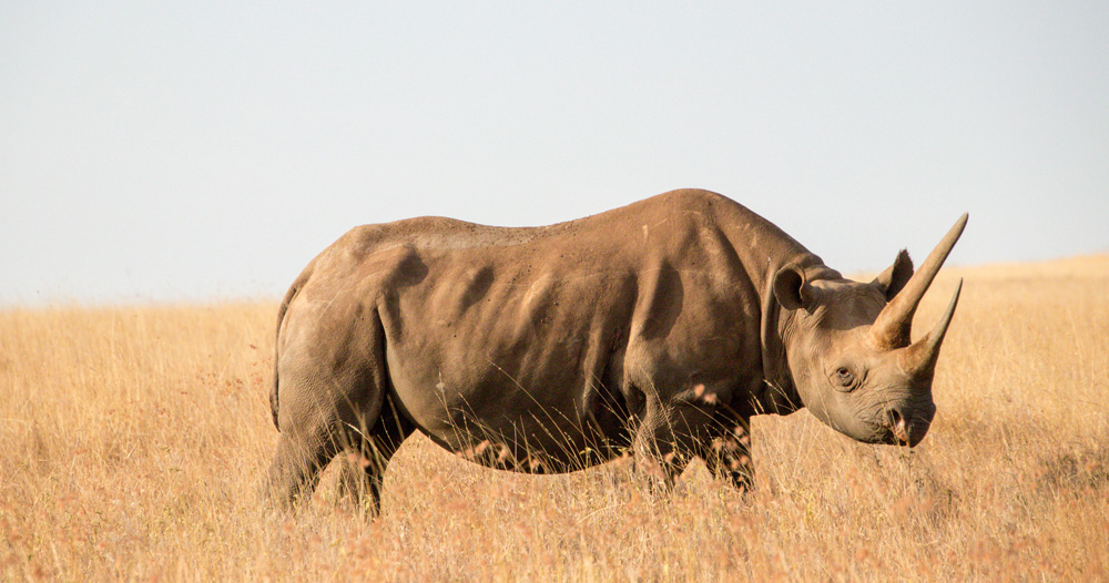 Mount Kenya Black Rhino In Lewa Conservancy