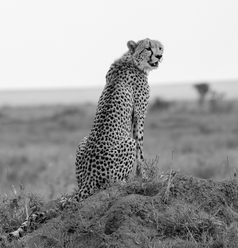 Cheetah In Serengeti