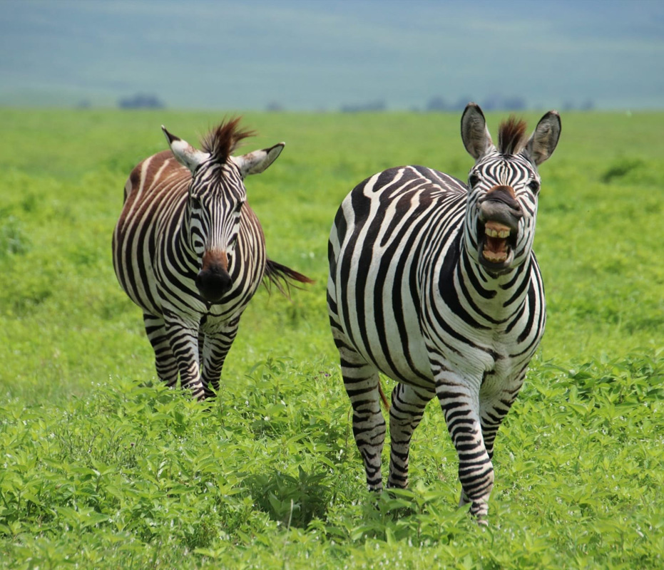 Common Zebras In The Ngorongoro Crater