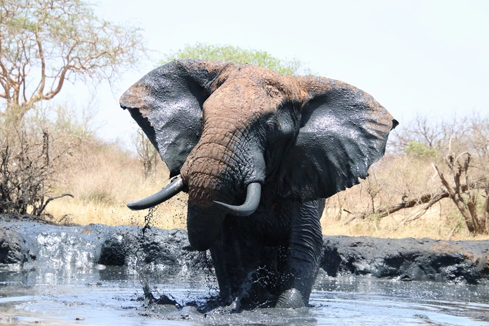 Tsavo West Elephant In Tsavo West
