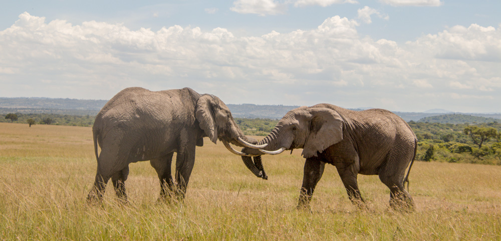 Grumeti Game Reserve Elephants In Grumeti