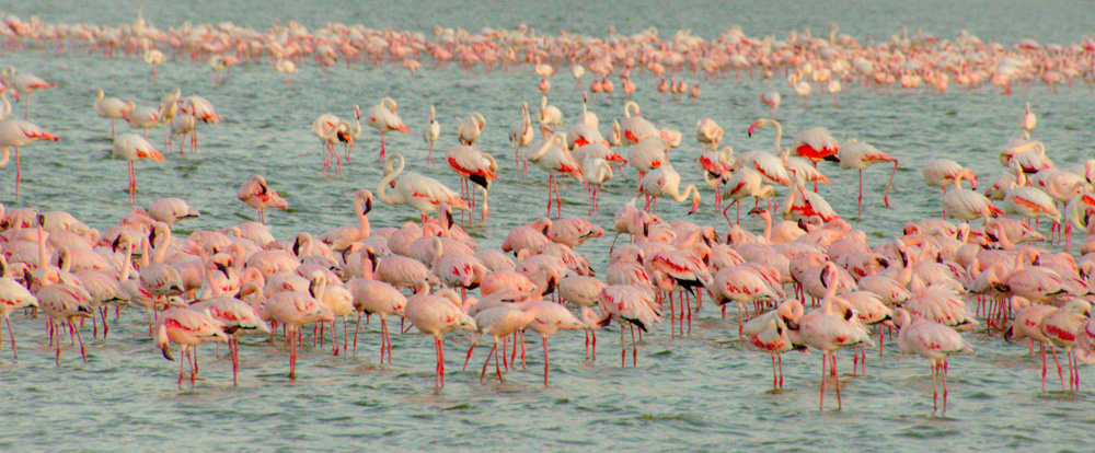 Lake Natron National Park Greater And Lesser Flamingos