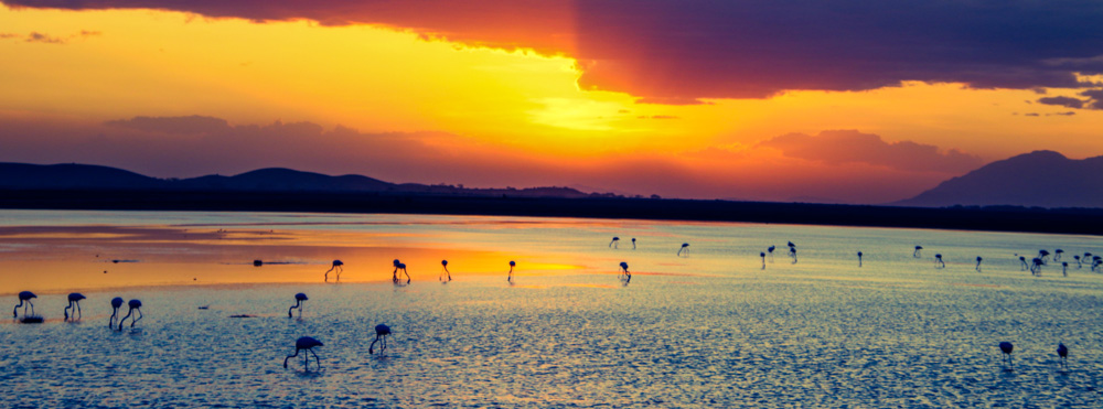 Amboseli National Park Greater Flamingos By The Sunset In Amboseli National Park