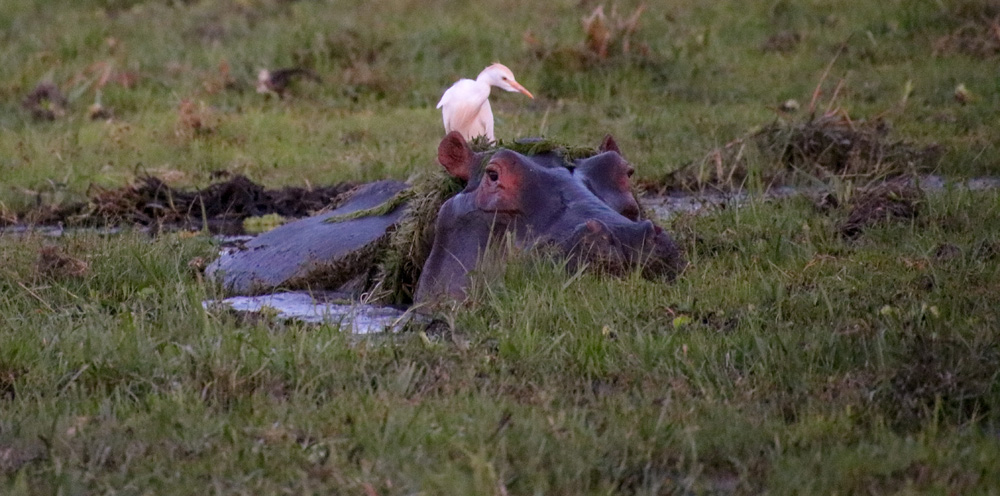 Amboseli National Park Hippo Grazing In Amboseli National Park