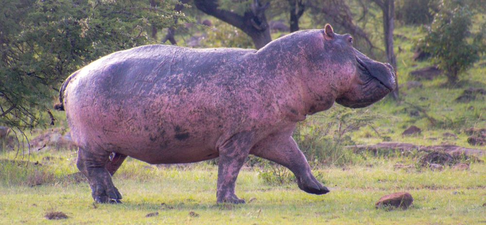 Lake Natron National Park Hippopotamus Grazing On Land