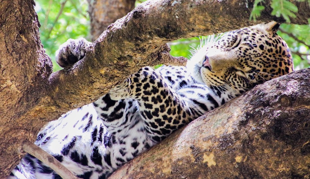Mount Kenya Leopard On A Tree