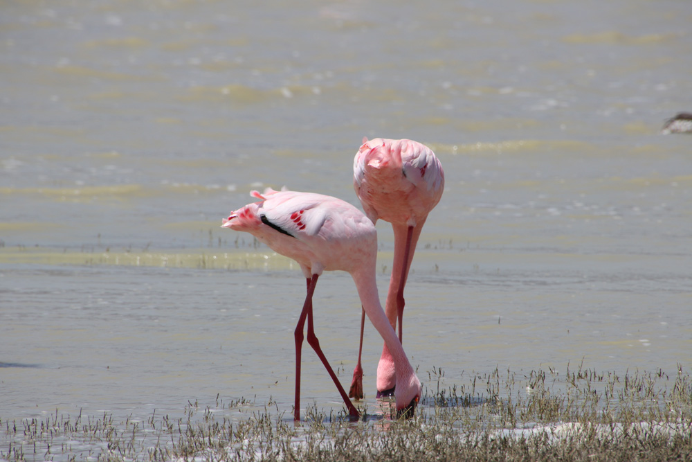 Lesser Flamingos In Lake Makat Ngorongoro