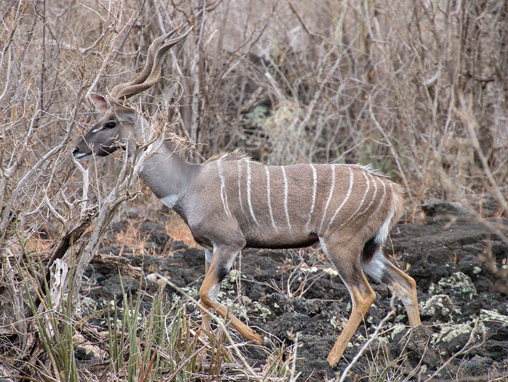Tsavo East Lesser Kudu In Tsavo East