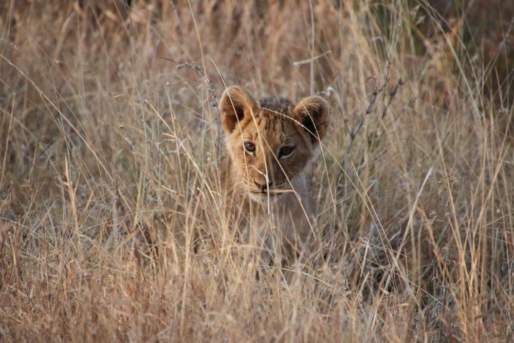 Maasai Mara Lion Cub In Dense Grass Cover In Maasai Mara Reserve Kenya