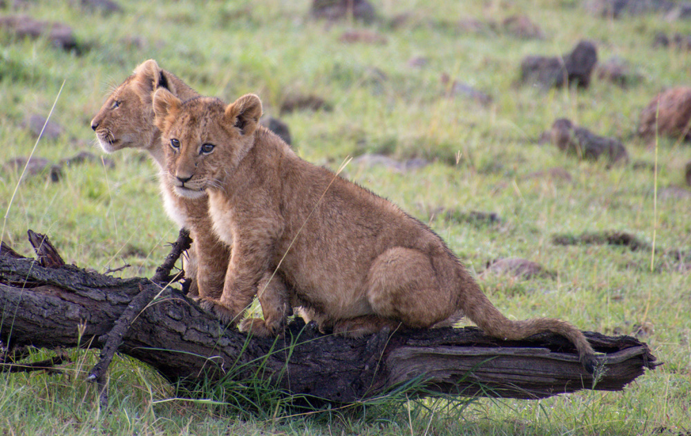 Grumeti Game Reserve Lion Cubs