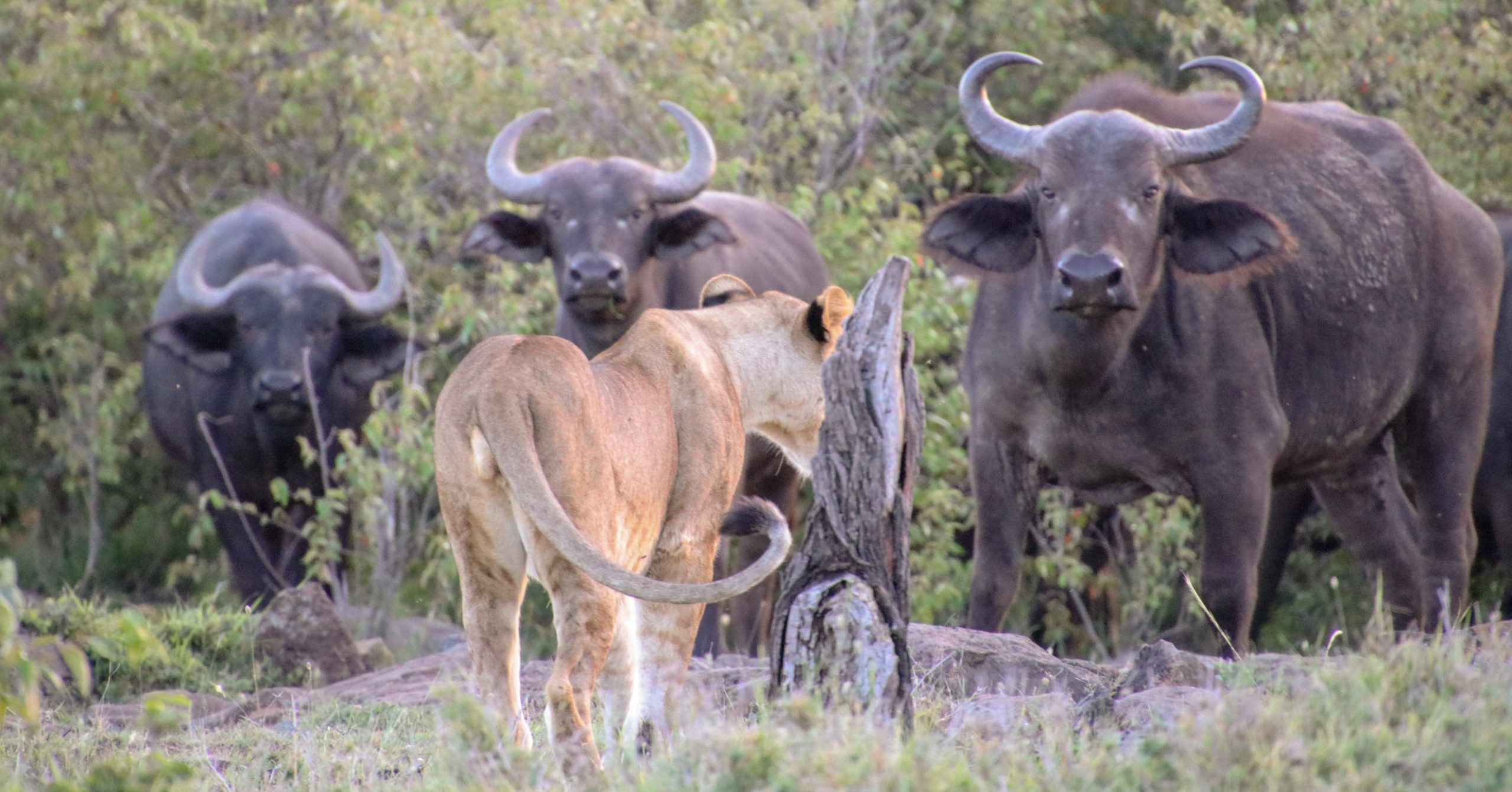 Tsavo East Lioness Hunting Cape Buffaloes In Tsavo East Scaled