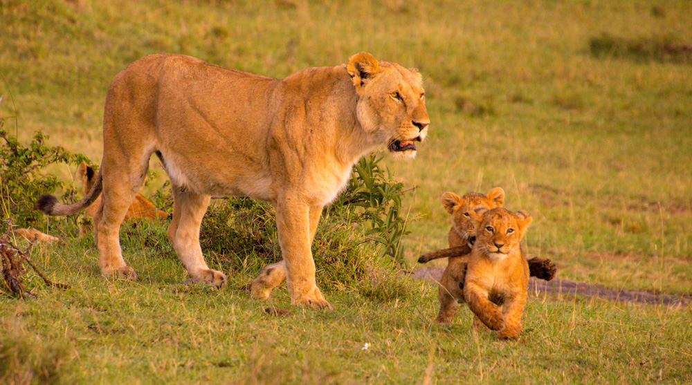 Maasai Mara Lions Cubs Playing In The Maasai Mara Kenya