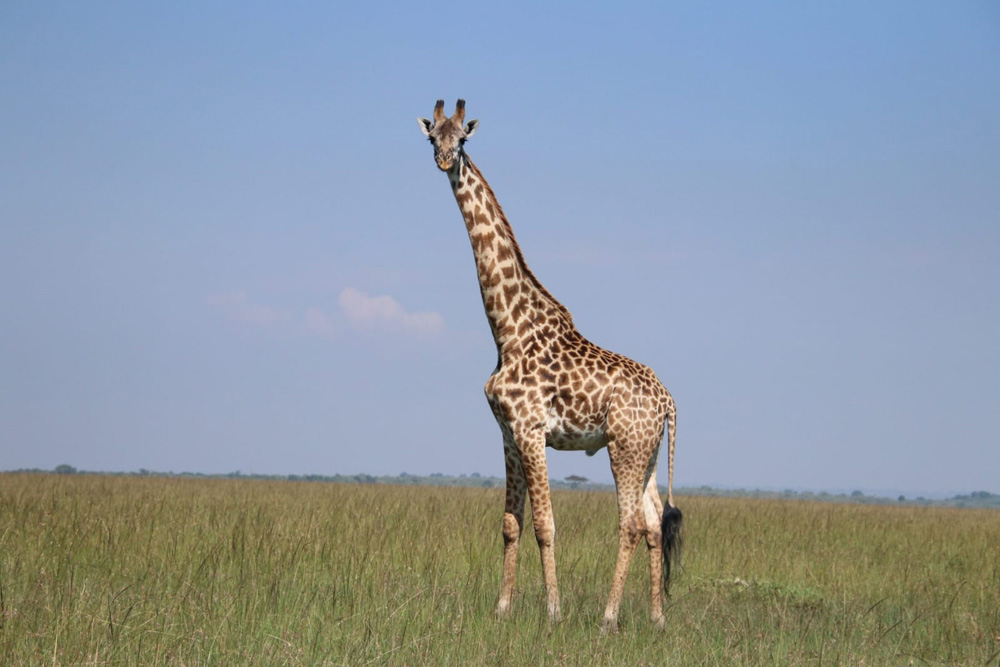 Maasai Giraffe In The Serengeti