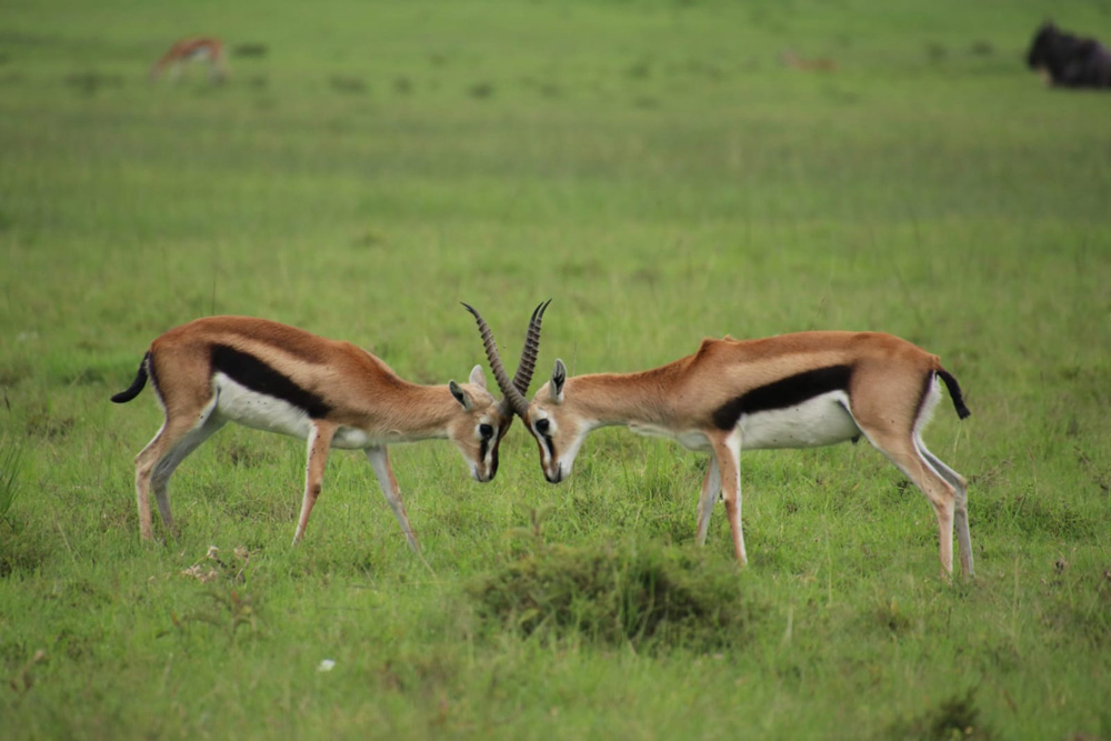 Male Impalas In Serengeti National Park