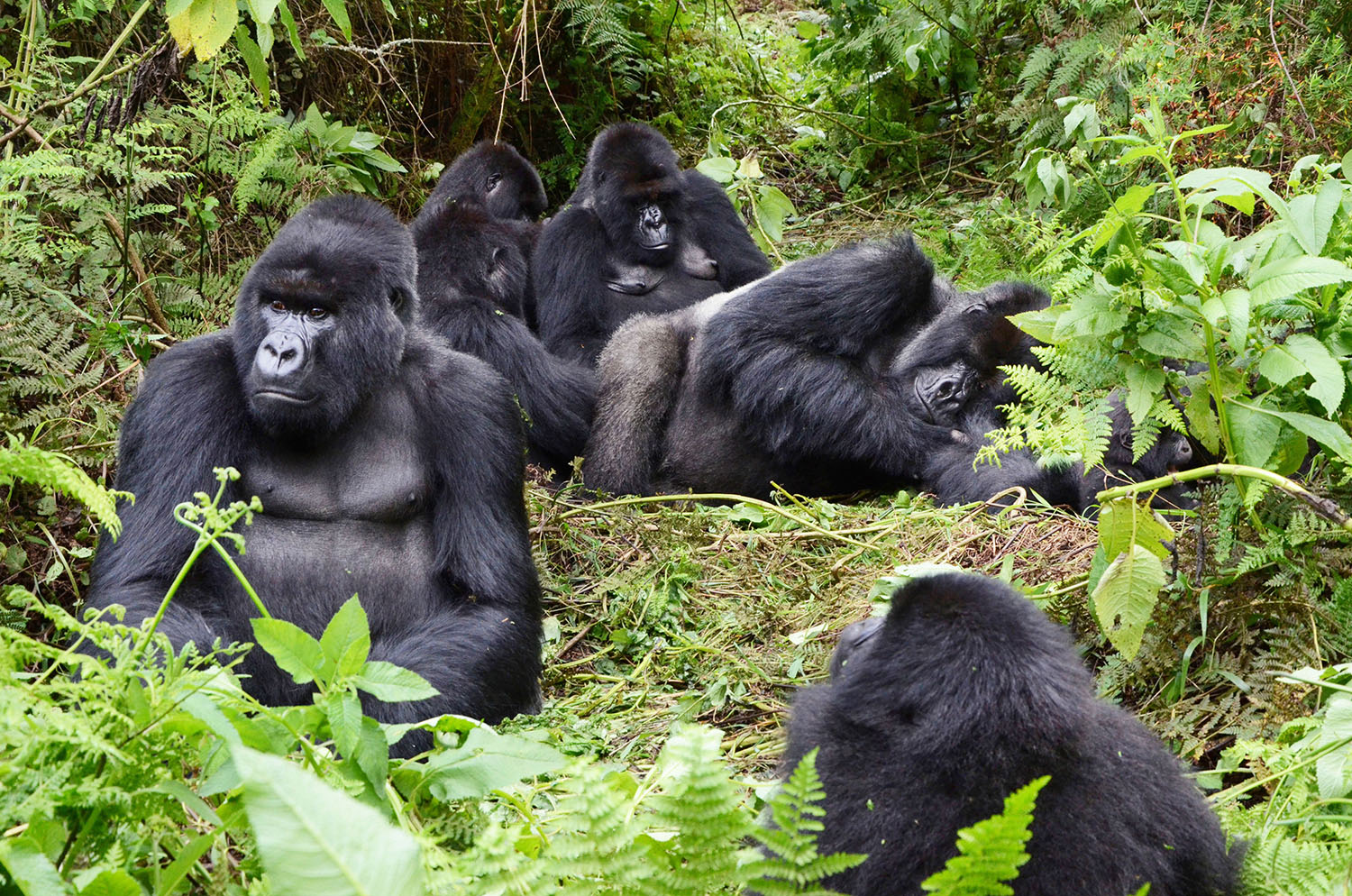 Volcanoes National Park Mountain Gorillas In Volcanoes Park Jpg