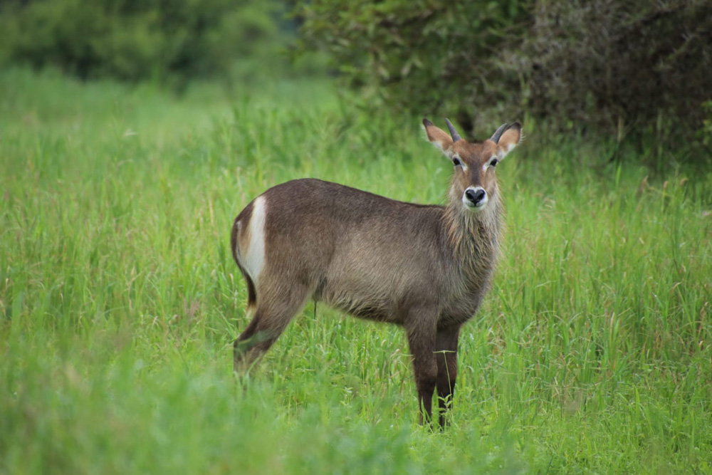 Waterbucks In The Crater