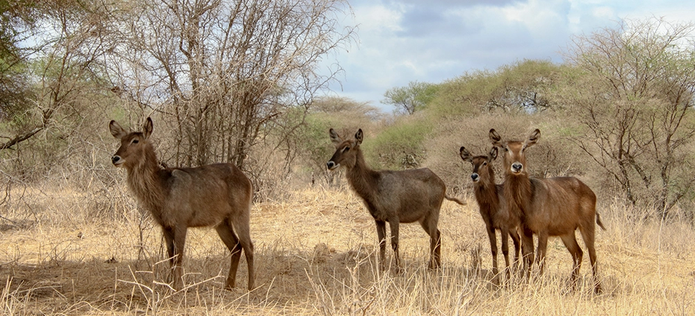 Ol Pejeta Conservancy Waterbucks