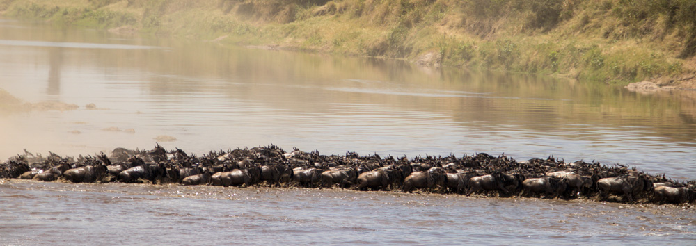 Maasai Mara Wildbeasts River Crossing In Maasai Mara