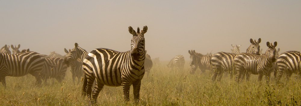 Maasai Mara Zebra Herd In The Maasai Mara Reserve Kenya