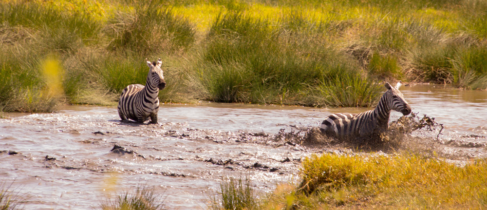Maasai Mara Zebras Serengeti
