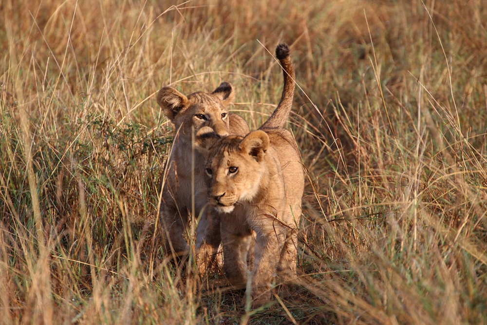 Ol Pejeta Conservancy Cubs3