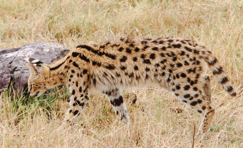 Ol Pejeta Conservancy Serval Cat