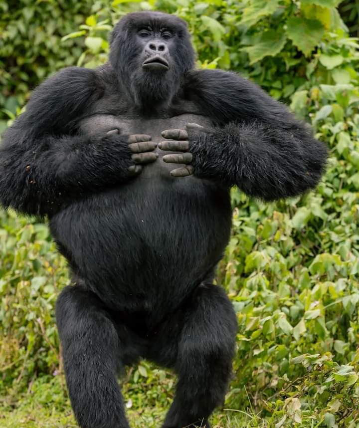 Mountain Gorillas In Nyungwe Park