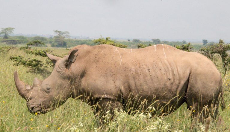 Nairobi National Park black rhino in nairobi national park 768x442