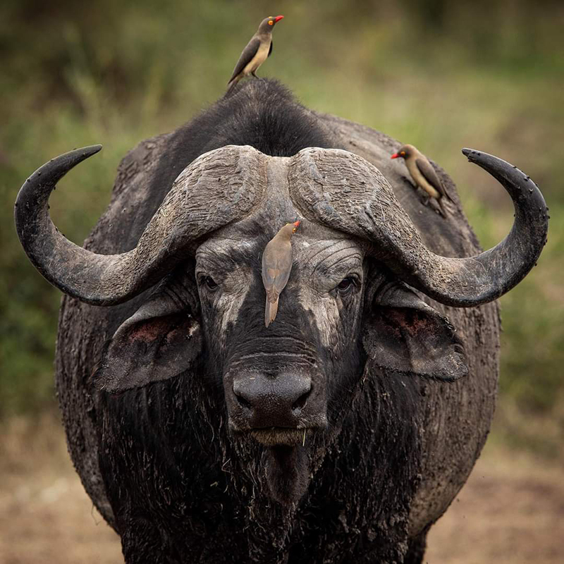 Tsavo East buffallo4