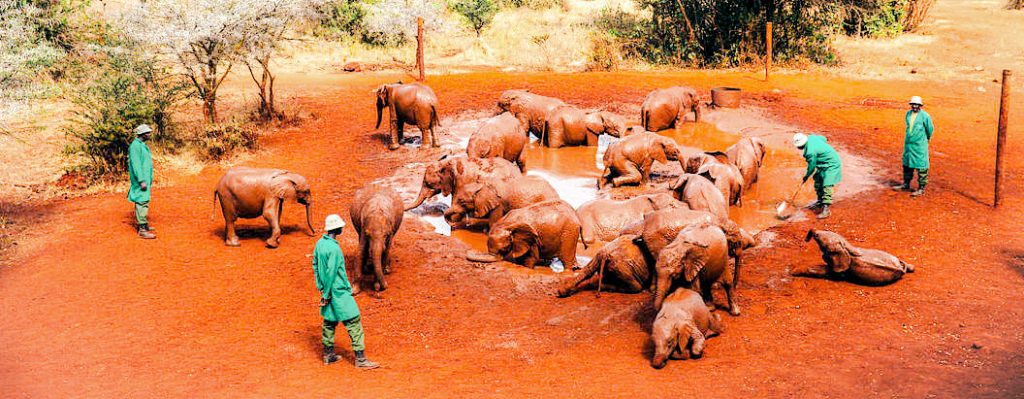 dswt1 dswt1