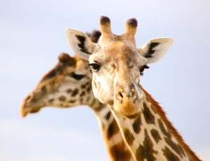 giraffe1