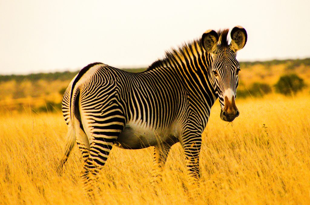 Home Grevy S Zebras 1024x677