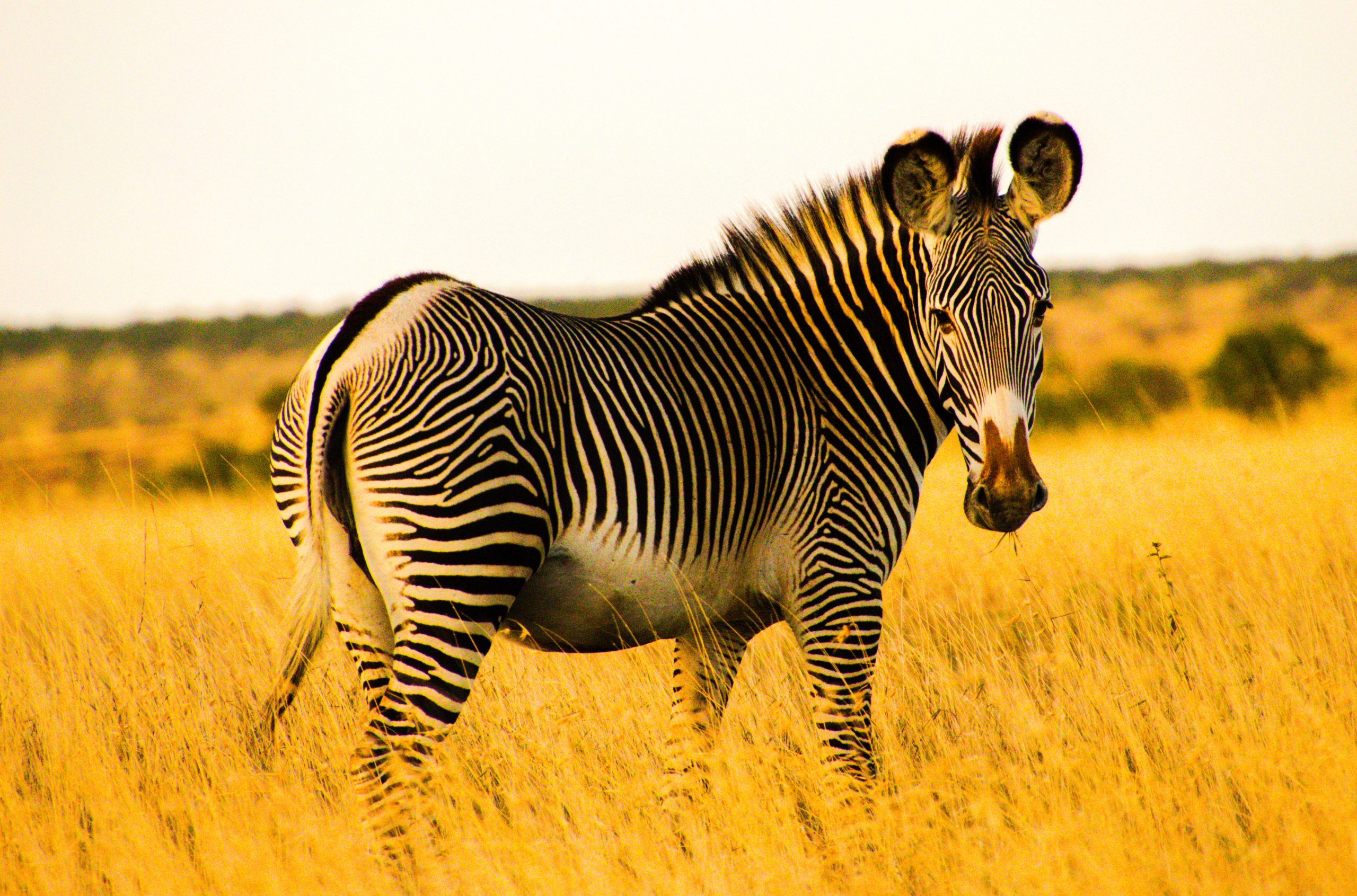grevy s zebras grevy s zebras