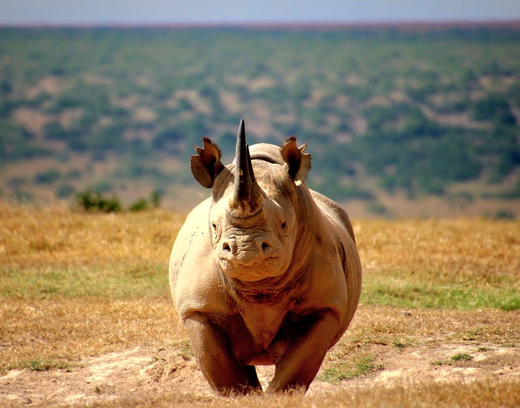The African Black Rhino img 7028
