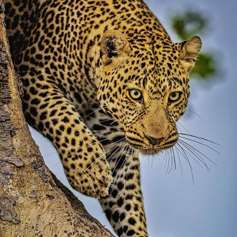 Tsavo West leopard2