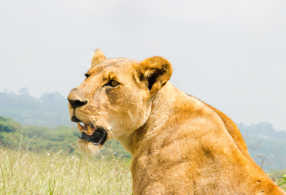 Nairobi National Park lioness in nairobi nairobi park