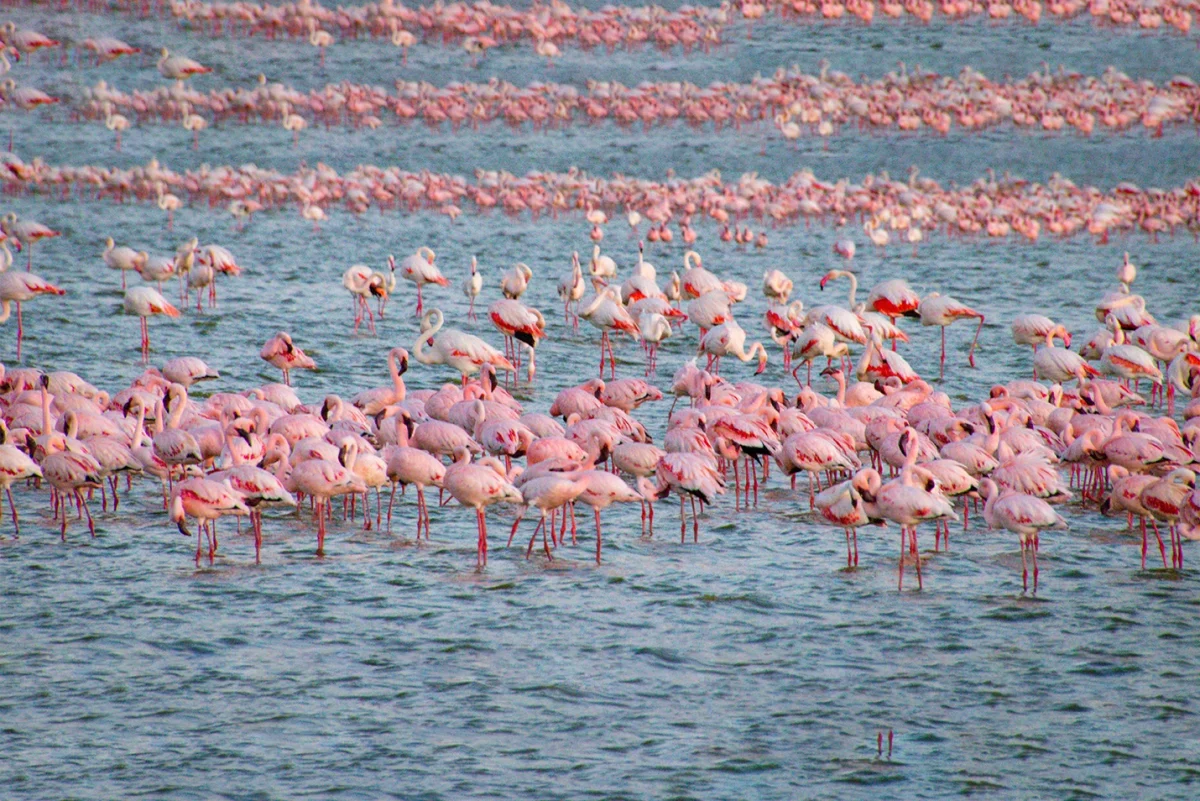 Lake Natron National Park lake natron l 1 1200x801