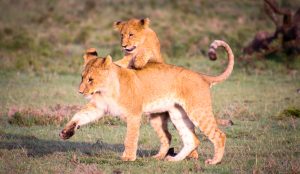 lione2