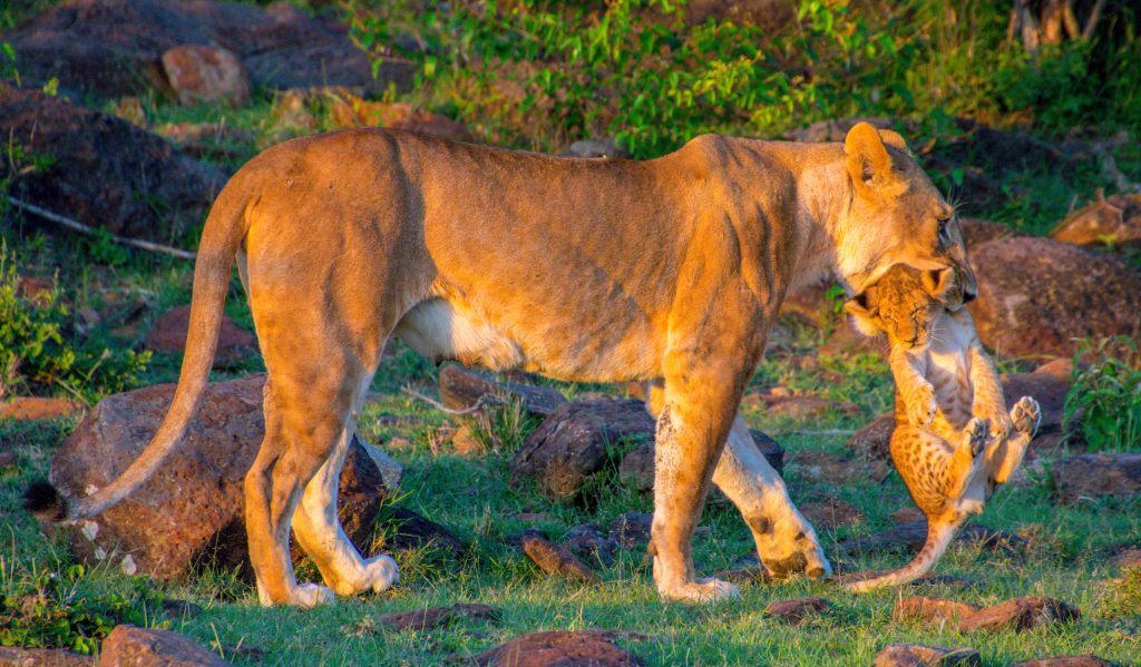 lioness and cub lioness and cub