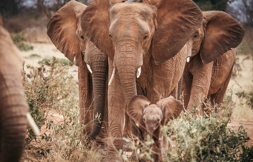Daphne Sheldrick Wildlife Trust na 1056x675