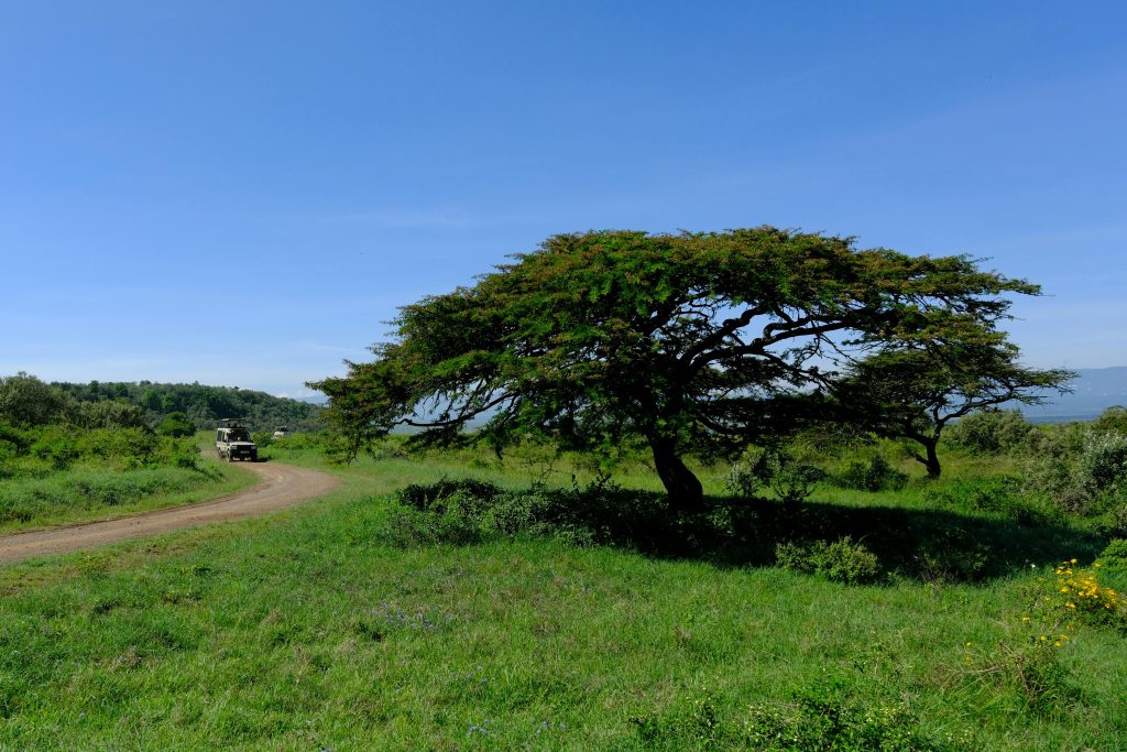 pexels photo 33473221 33473221 Lush landscape with an acacia tree and safari vehicle in Nakuru, Kenya.