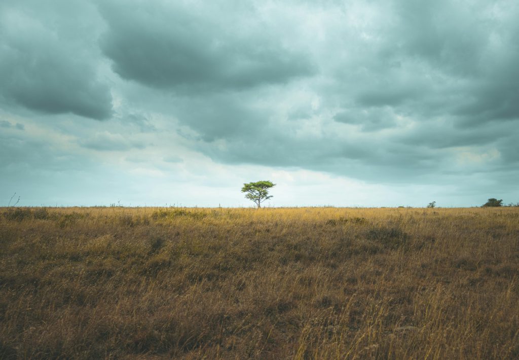 pexels photo 8973003 8973003 A solitary green tree stands in a vast savannah under a cloudy sky, Nairobi, Kenya.
