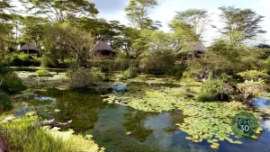 beautiful lilies plants floating on the properties swamp.
