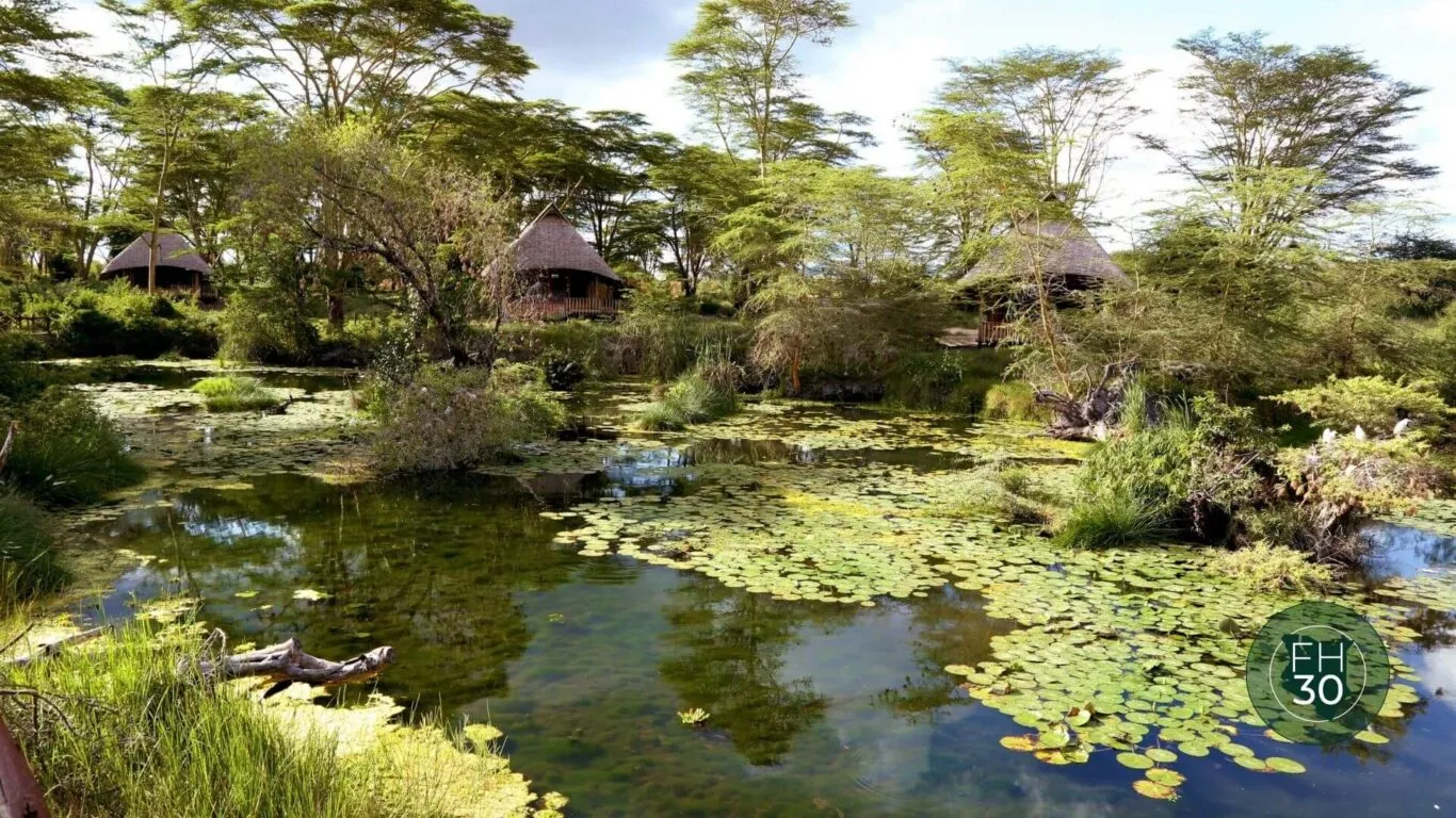 beautiful lilies plants floating on the properties swamp.