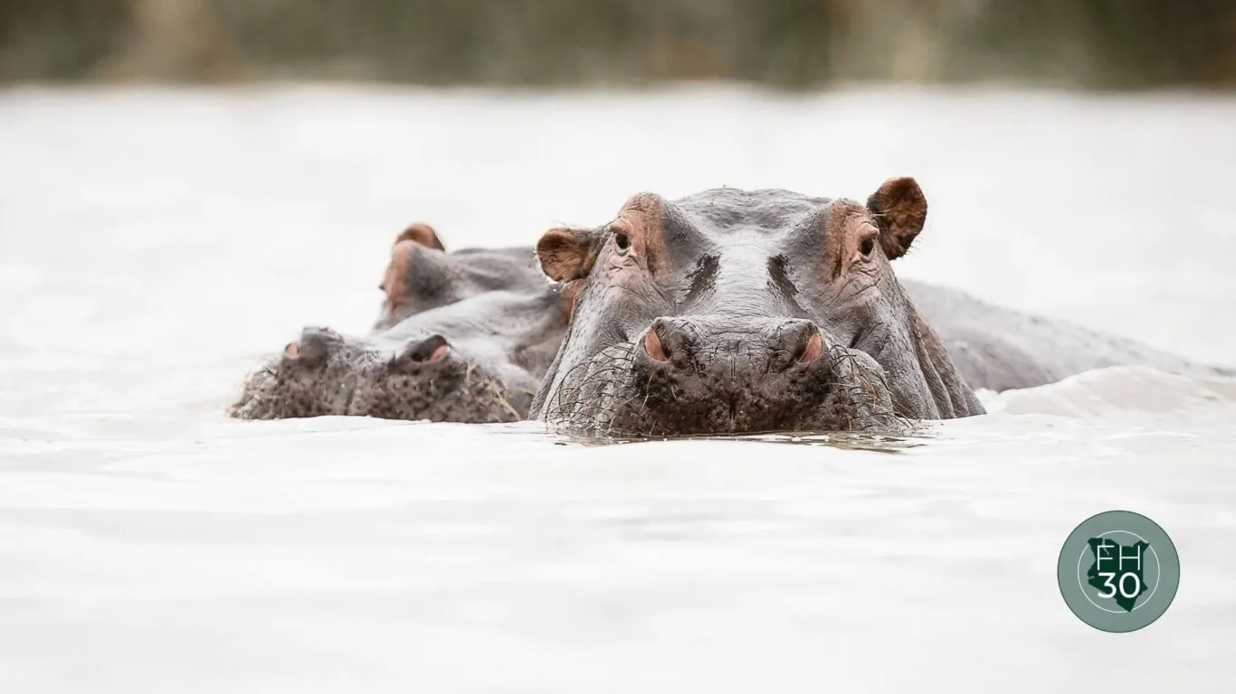 hippos by the pool.