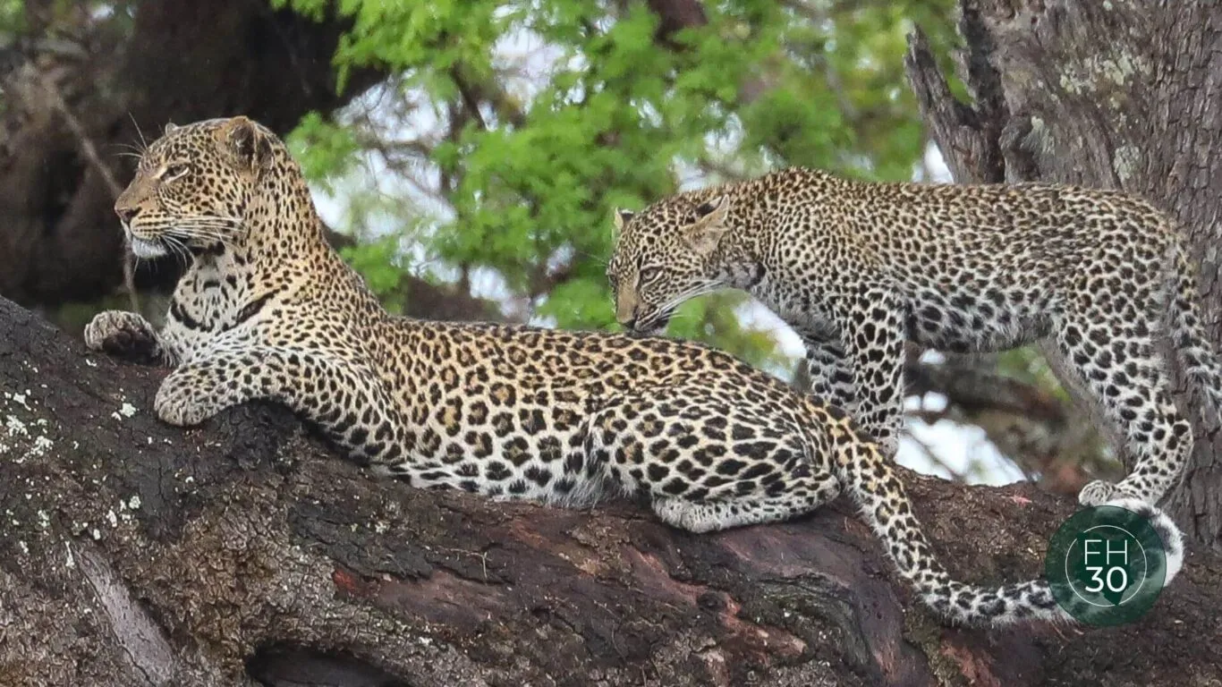 leopard sighting in the park.