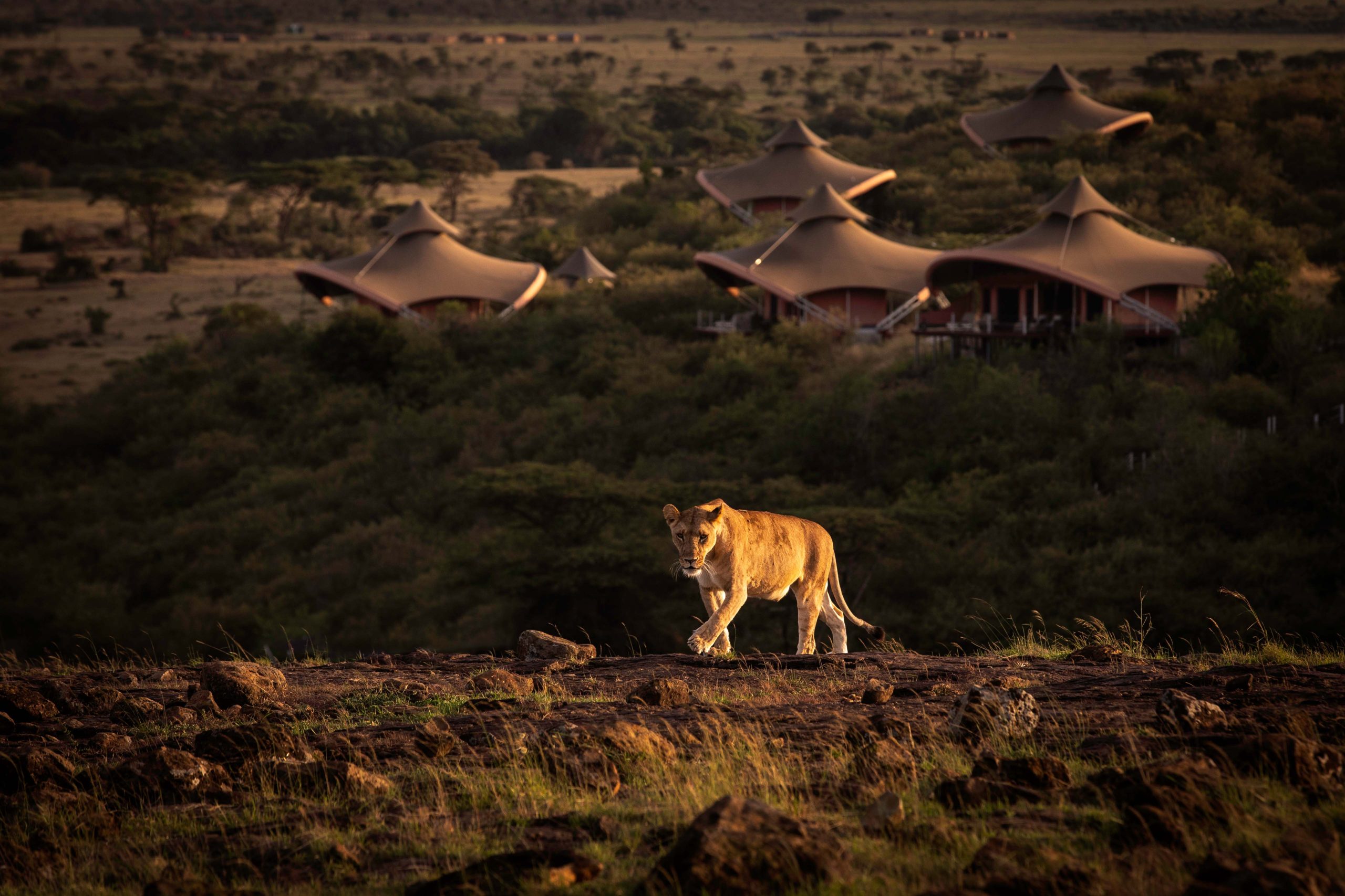 mahali mzuri lion in front of camp (low res)